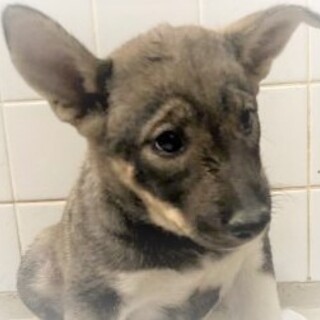 5-3-153◆可愛い子犬◆家族に迎えませんか？