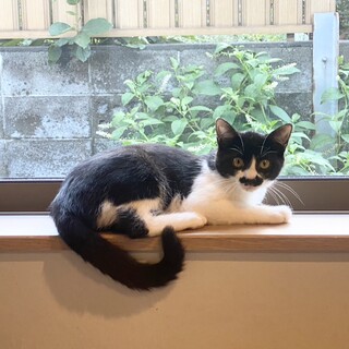 急募！性格良い優しいハチワレ君の家族になって下さい