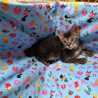 人馴れ抜群！お喋りなサンタくん♡