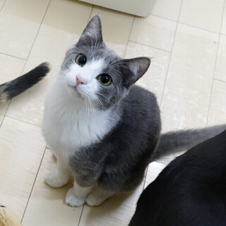 【8/20 東日本橋】チーノくん♡1歳