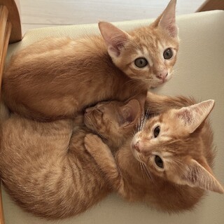 あまんえんぼうな猫ちゃんです！