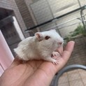 カラージャービル（スナネズミ）