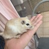 カラージャービル（スナネズミ） サムネイル3