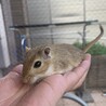 カラージャービル（スナネズミ） サムネイル4