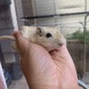 カラージャービル（スナネズミ） サムネイル5