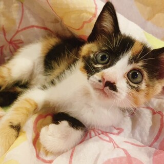 三毛猫ミアちゃん