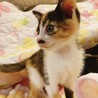 三毛猫ミアちゃん サムネイル5