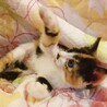 三毛猫ミアちゃん サムネイル6