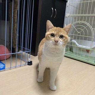 トライアル中！おもちゃ大好き甘えん坊な男子
