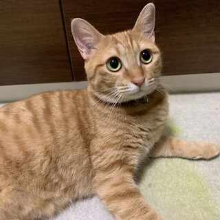 トライアル中！茶トラ雌の美猫