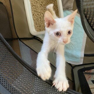 青い目の男の子