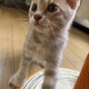 ベンガルミックスの姉妹♀ サムネイル3