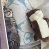 ベンガルミックスの姉妹♀ サムネイル4