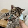 ベンガルミックスの姉妹♀ サムネイル5