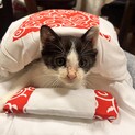 8/5保護しました。ハチワレ子猫ちゃんです