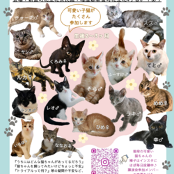 猫の譲渡会
