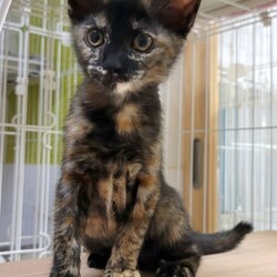 「こんなに大きくなりました！後もう少しだね〜♡」サムネイル2