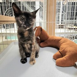 「こんなに大きくなりました！後もう少しだね〜♡」サムネイル3