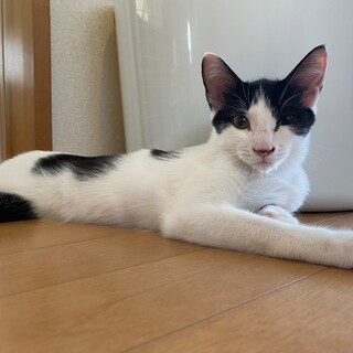 10/22 さいたま市岩槻区譲渡会　ほむらちゃん