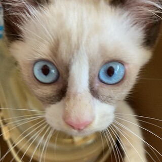 シャム雑種／男の子／3ヵ月位