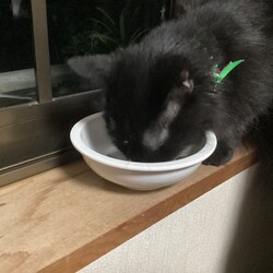 クロちゃんの様子