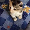 甘えん坊の子猫ちゃん2