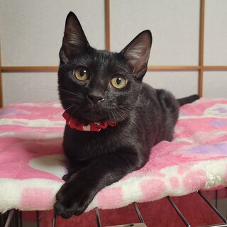 U超甘えん坊★ふぶきちゃん