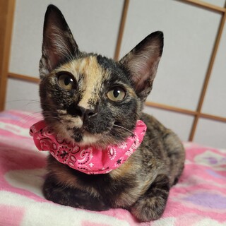 U超甘えん坊★さくらちゃん