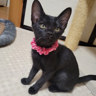 甘えん坊★クロムちゃん