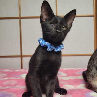 甘えん坊で可愛い★テルル君