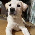 一旦募集停止しますこの子といると楽しいです