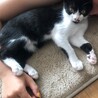 白黒子猫。ありがとうございました サムネイル2