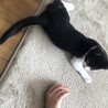 白黒子猫。ありがとうございました サムネイル3