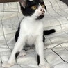 白黒子猫。ありがとうございました サムネイル5