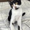 白黒子猫。ありがとうございました サムネイル6