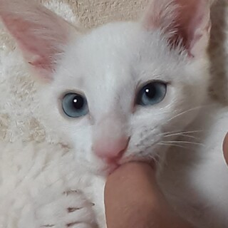 兄妹で素敵な里親様が見つかりました^^