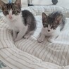 ハナ♪生後3か月、兄弟子猫、ペア譲渡希望です。 サムネイル2