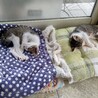 ハナ♪生後3か月、兄弟子猫、ペア譲渡希望です。 サムネイル3