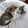 ハナ♪生後3か月、兄弟子猫、ペア譲渡希望です。 サムネイル4