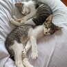 ハナ♪生後3か月、兄弟子猫、ペア譲渡希望です。 サムネイル5