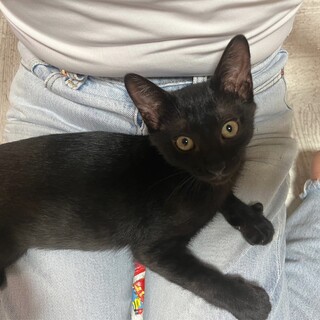 だっこ大好きアルぴょこ♡