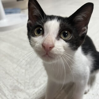 アルコールシュッシュ兄妹のコールです！