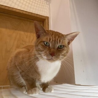 甘えん坊のサム