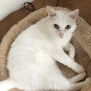 トライアル決定！白猫いつきくん