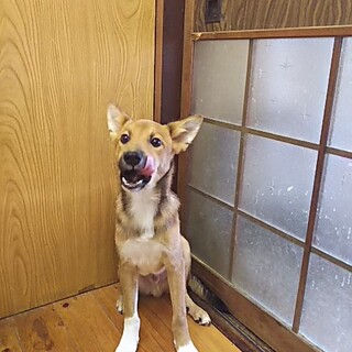 保護犬！里親様緊急募集！