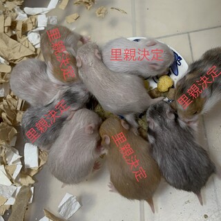 8/17更新 特別柄のゴールデンハムスター
