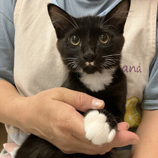 【8/20譲渡会】ルイくん