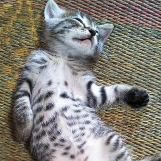 サバトラ生後１ヶ月★へそ天ニャ