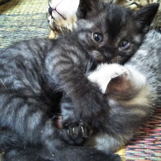 黒トラ生後１ヶ月★元気いっぱいです