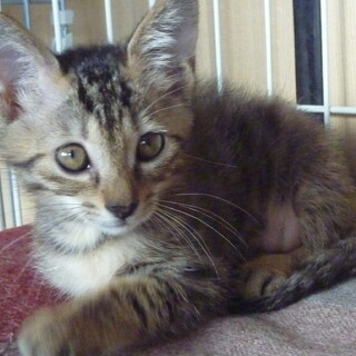 キジトラの元気な女の子